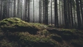 Vienādi noteikumi ne vienmēr ir godīgi - EK dabas atjaunošanas regulas ēna pāri Latvijas mežsaimniecībai