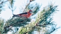 FOTO ⟩ Usmas ezera apkārtnē manīts Latvijā ļoti reti sastopams putns