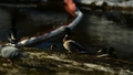 VIDEO ⟩ Eksperts: Degvielas noplūdes dēļ dažas pīles Rīgas kanālā ies bojā