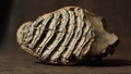 Mazs bērns ASV atradis mamuta fosiliju netālu no vecmāmiņas pagalma