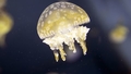 Restorāni varētu glabāt risinājumu pasaules medūzu problēmai