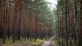 Latvijas mežzinātnieki pēta mežos un ārpus tiem notiekošo Latvijā un pasaulē