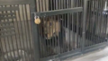 VIDEO ⟩ Indijā lauva nogalinājusi cilvēku, kurš mēģināja uzņemt pašbildi