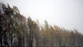 Polijas dienvidos vēja lauztu koku dēļ pieci bojāgājušie