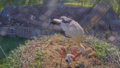 VIDEO ⟩ Tiešraides laikā balto stārķu ligzdā izšķiļas putnēni