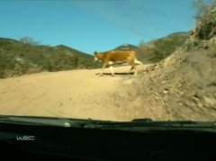 Video: Mikelsenam iespaidīgs kūlenis, Hirvonens gandrīz notriec govi