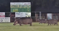 Video: Nīlzirgi ierodas regbija laukumā