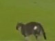 Noskaties: kaķis pārtrauc futbola maču