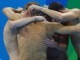 ASV komanda ar Felpsu sastāvā iegūst zeltu 4x200 metru brīvā stila peldējumā