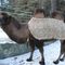 Двугорбый верблюд Барсик провезет олимпийский огонь по Челябинску