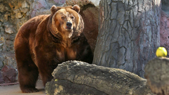 В Коми автомобилист спас спортсмена от медведя